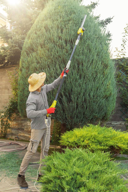 Professional Tree Removal and Landscaping Services in Bremerton, WA